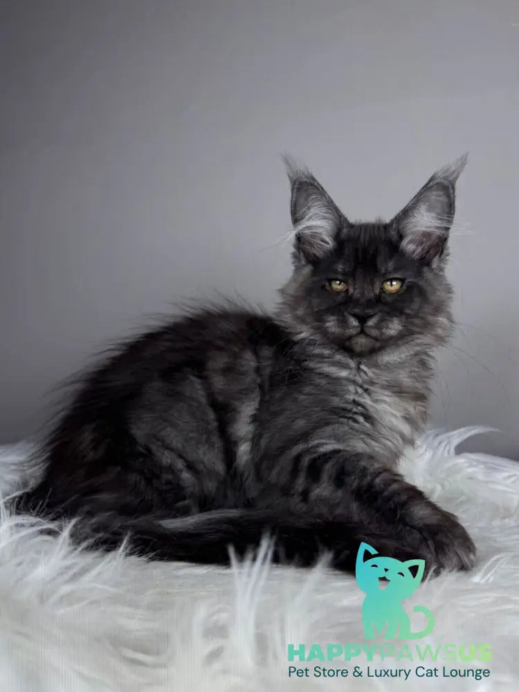 Xunya Maine Coon female black silver - live animals