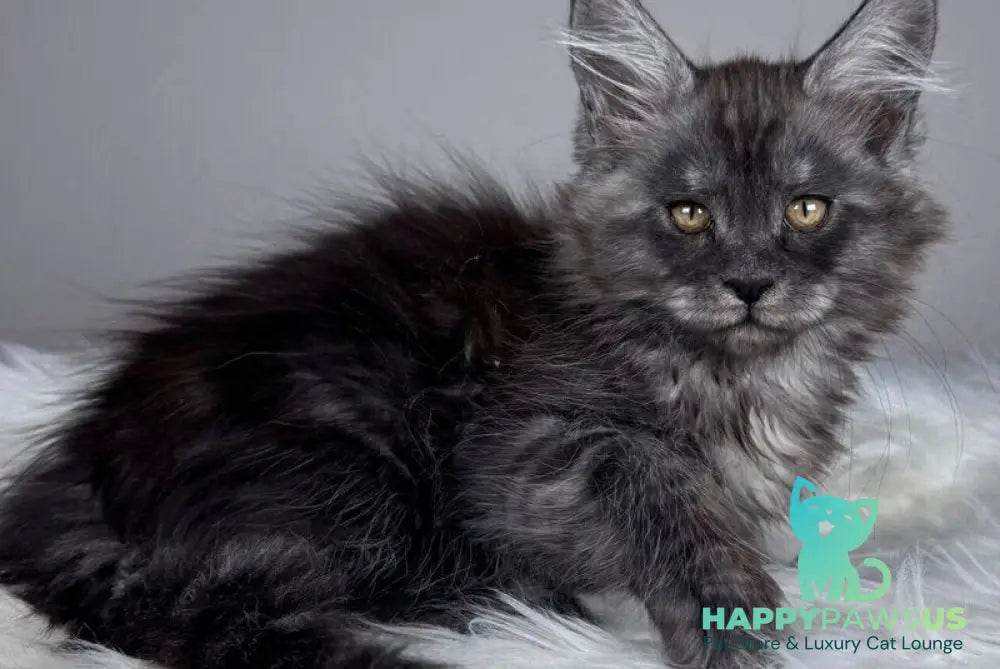 Xunya Maine Coon female black silver - live animals