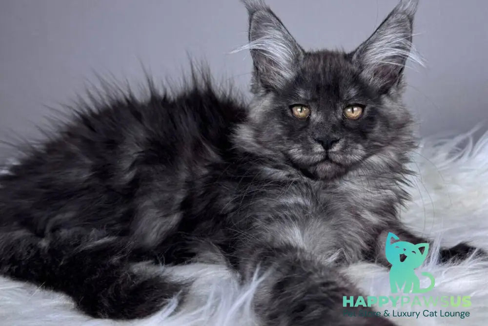 Xunya Maine Coon female black silver - live animals