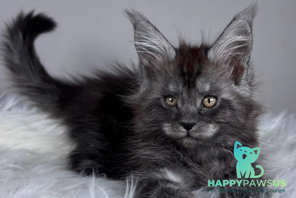 Xunya Maine Coon female black silver - live animals
