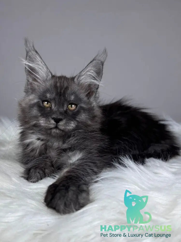 Xunya Maine Coon female black silver - live animals
