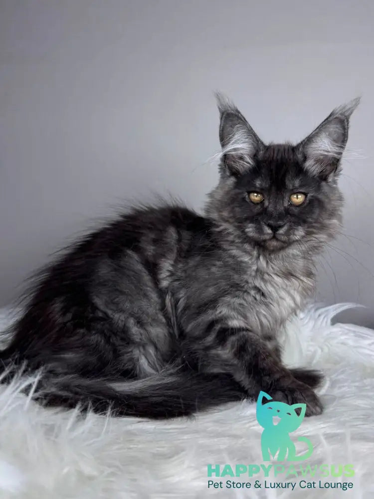 Xunya Maine Coon female black silver - live animals