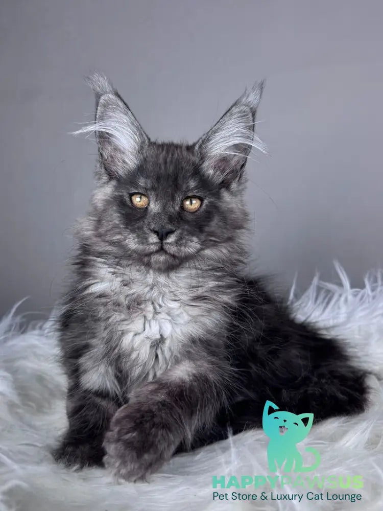 Xunya Maine Coon female black silver - live animals