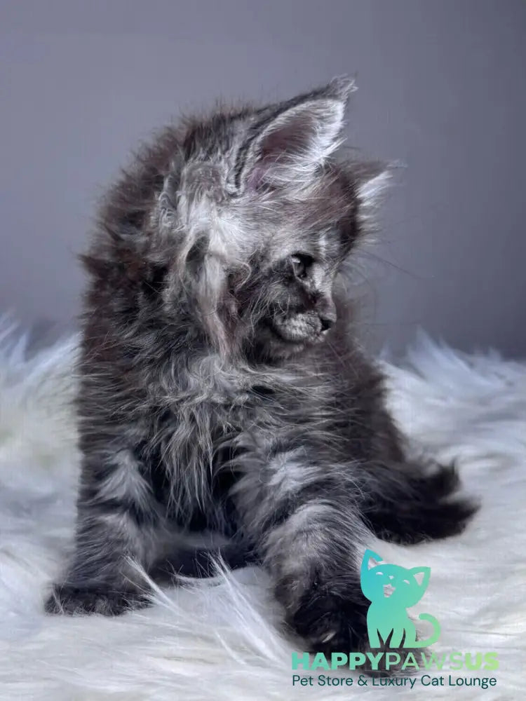 Xunya Maine Coon female black silver - live animals