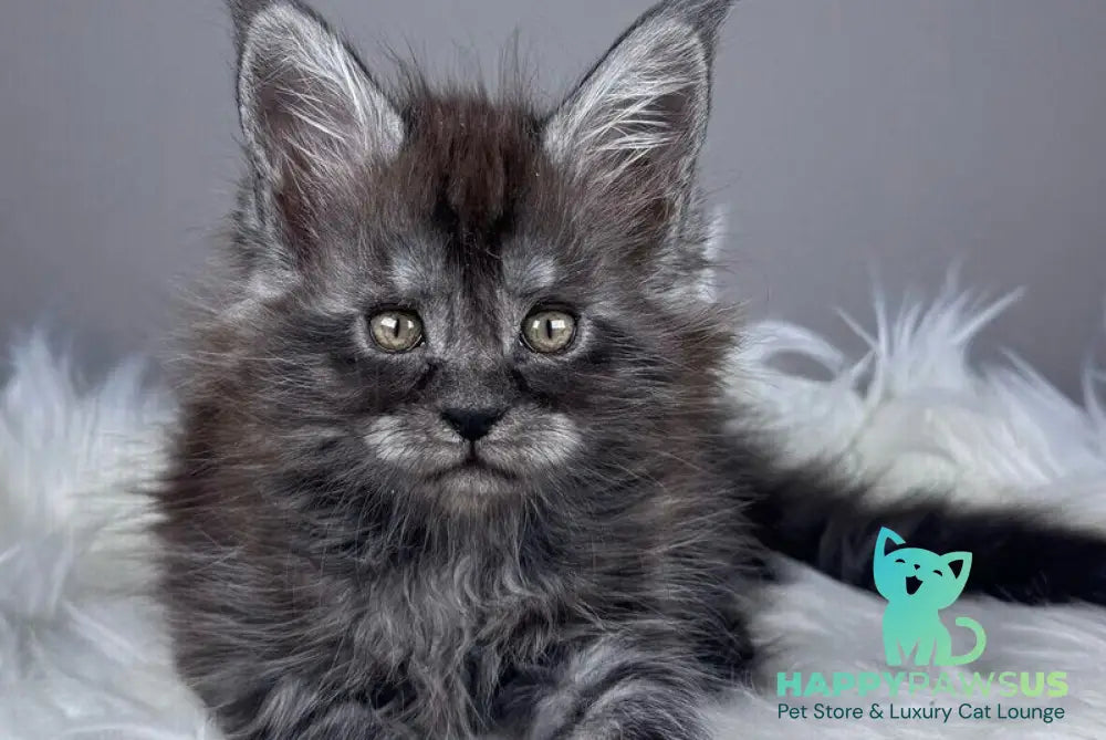 Xunya Maine Coon female black silver - live animals