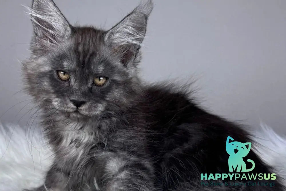 Xunya Maine Coon female black silver - live animals