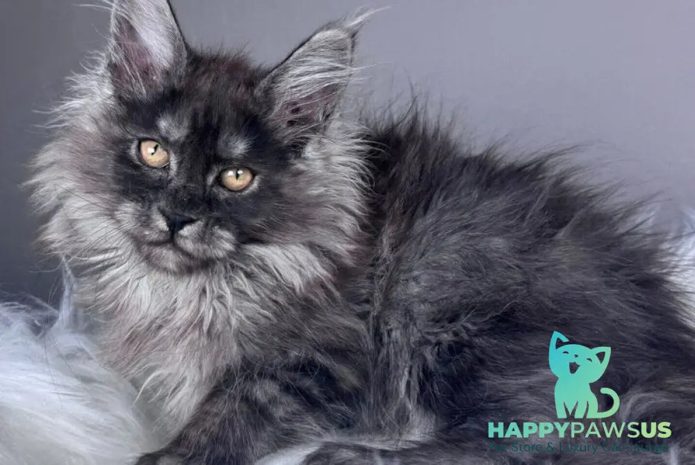 Xunya Maine Coon female black silver - live animals