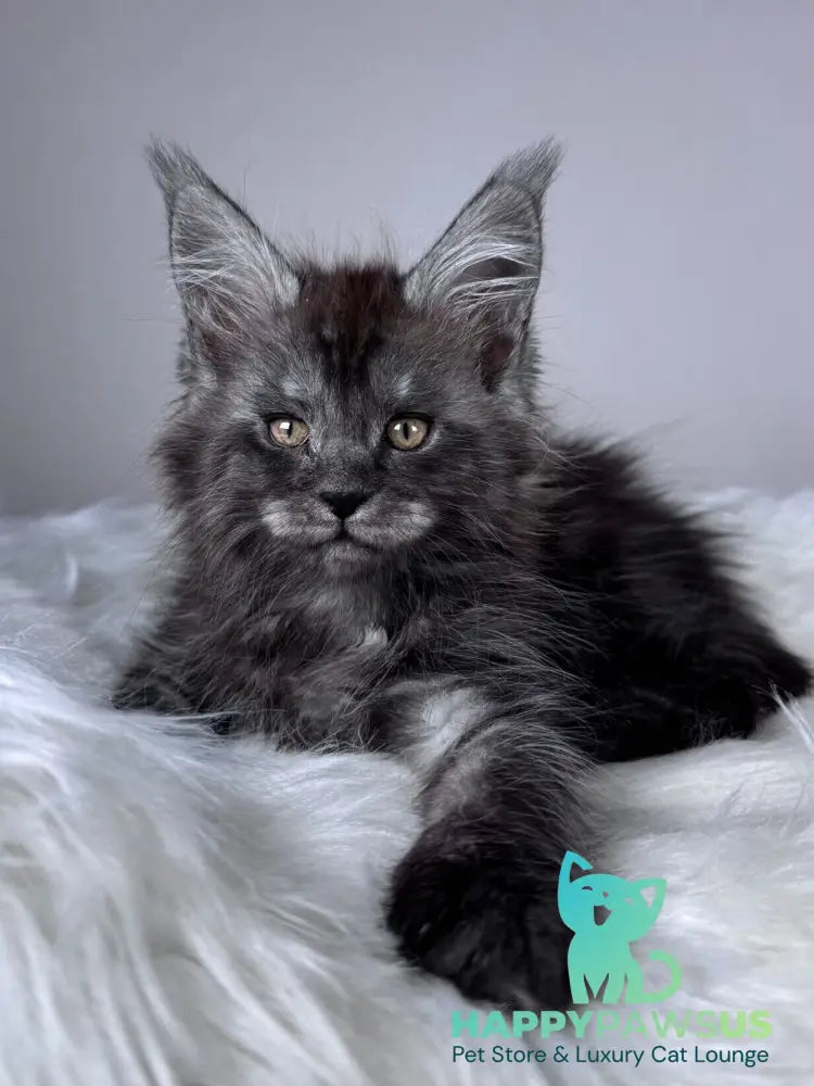 Xunya Maine Coon female black silver - live animals