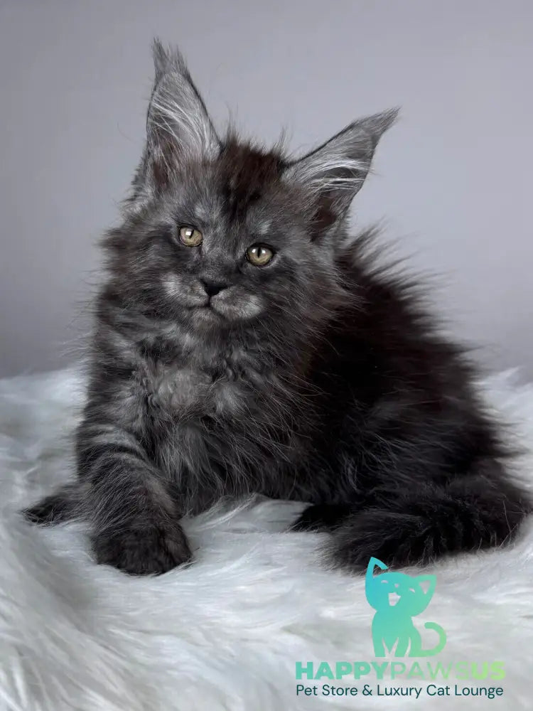 Xunya Maine Coon female black silver - live animals