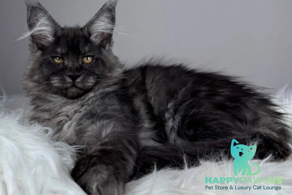 Xunya Maine Coon female black silver - live animals