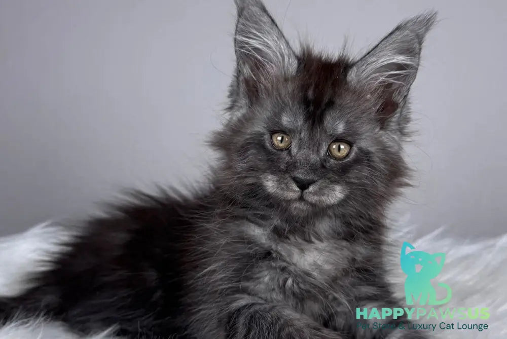 Xunya Maine Coon female black silver - live animals