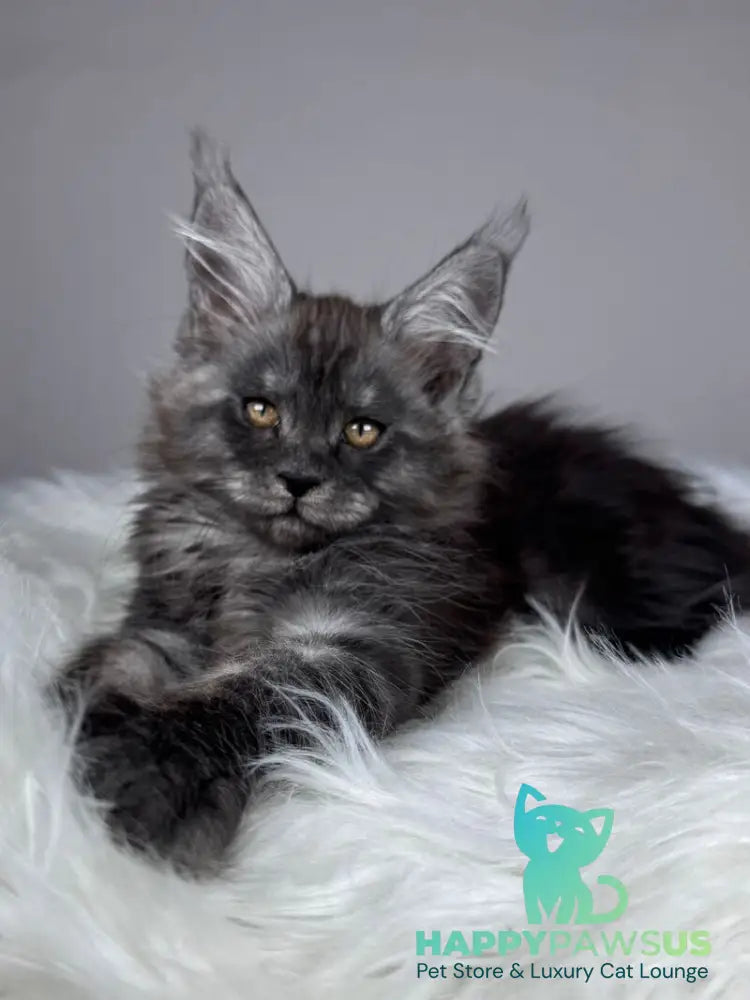 Xunya Maine Coon female black silver - live animals
