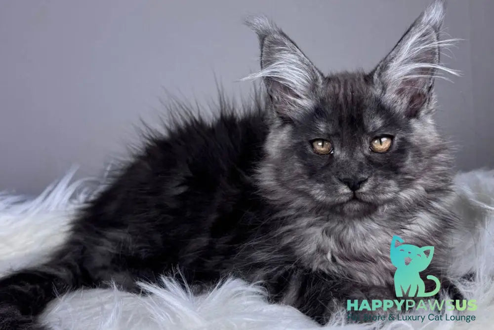 Xunya Maine Coon female black silver - live animals