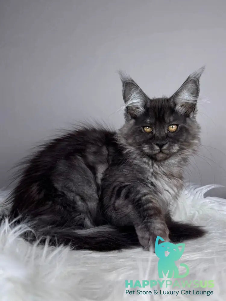 Xunya Maine Coon female black silver - live animals