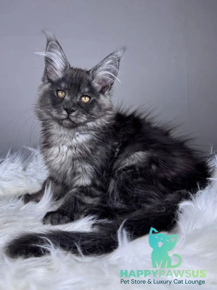 Xunya Maine Coon female black silver - live animals