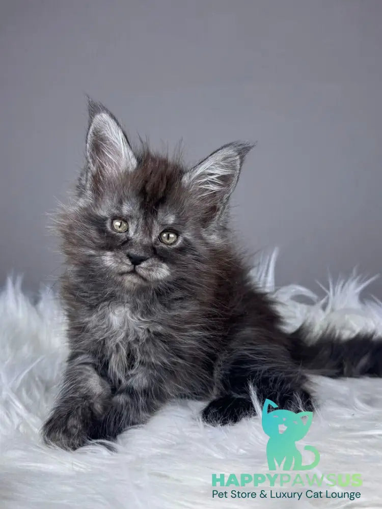 Xunya Maine Coon female black silver - live animals