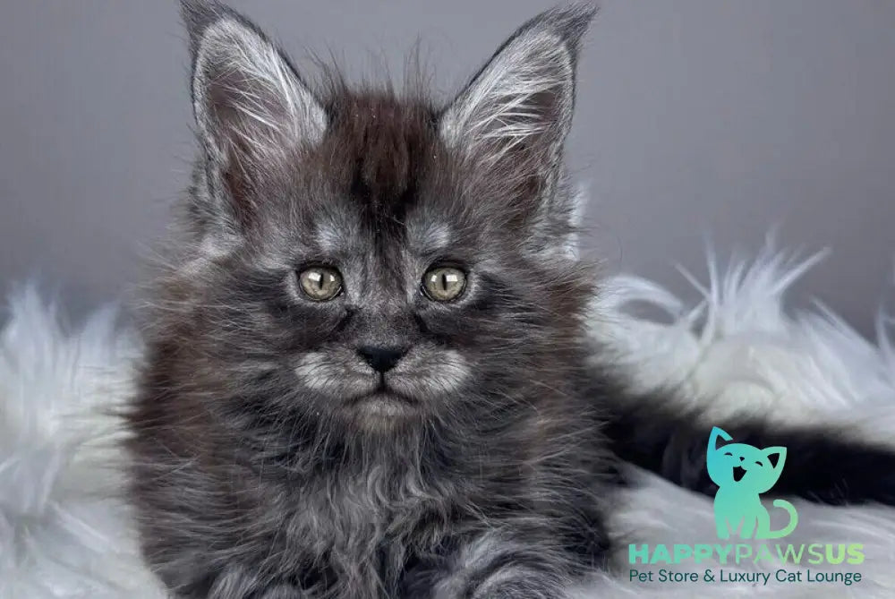 Xunya Maine Coon female black silver - live animals