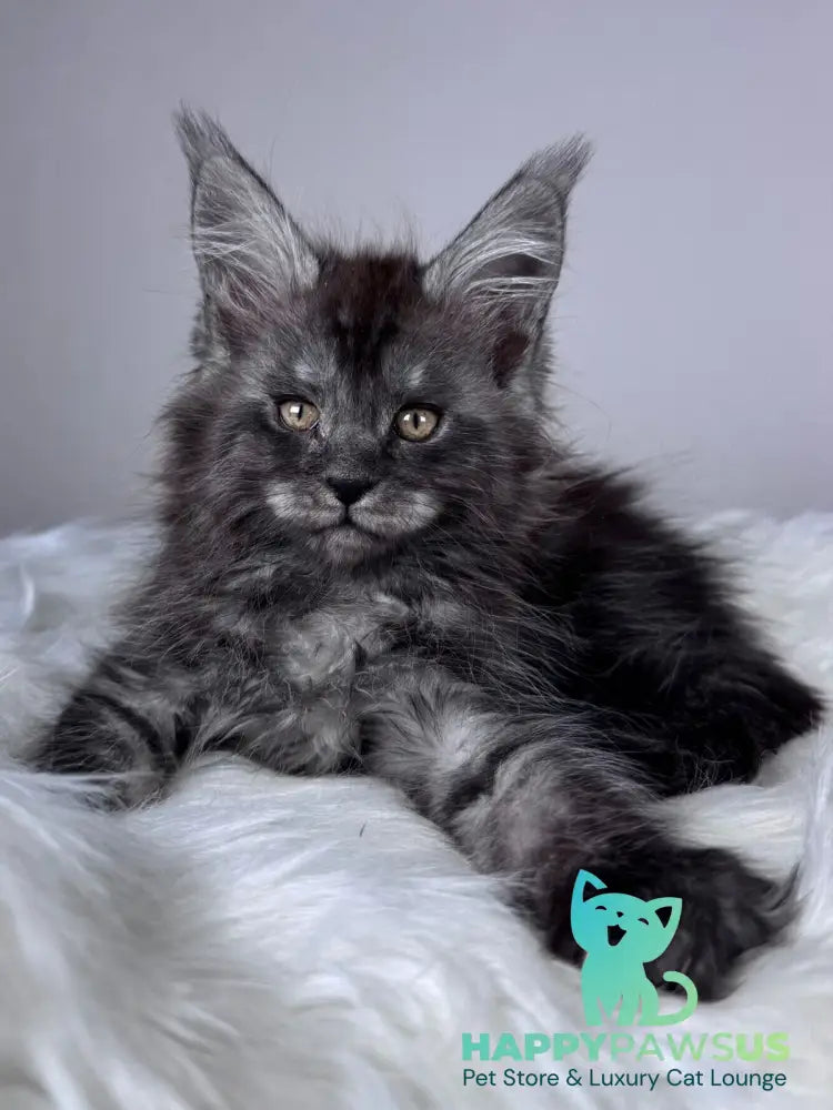 Xunya Maine Coon female black silver - live animals