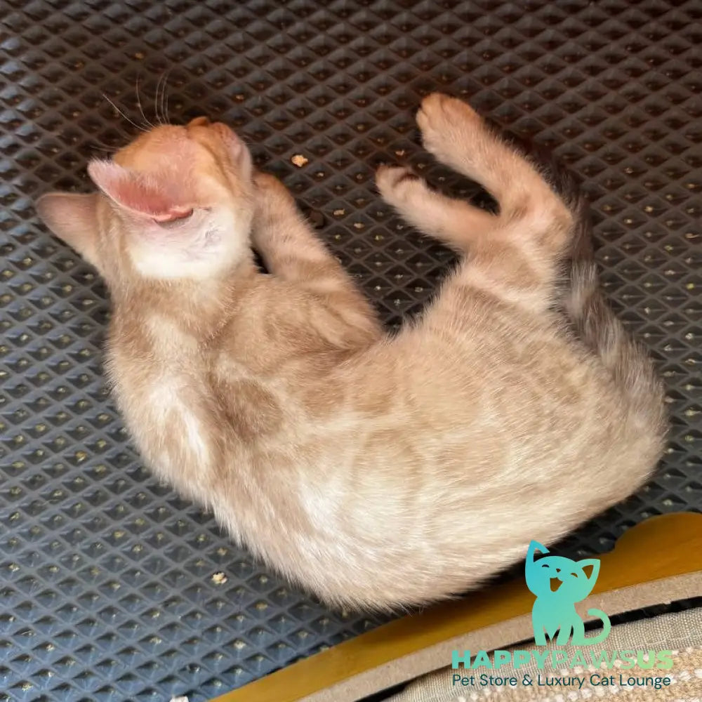 Xuri Bengal female black spotted tabby pointed - live animals