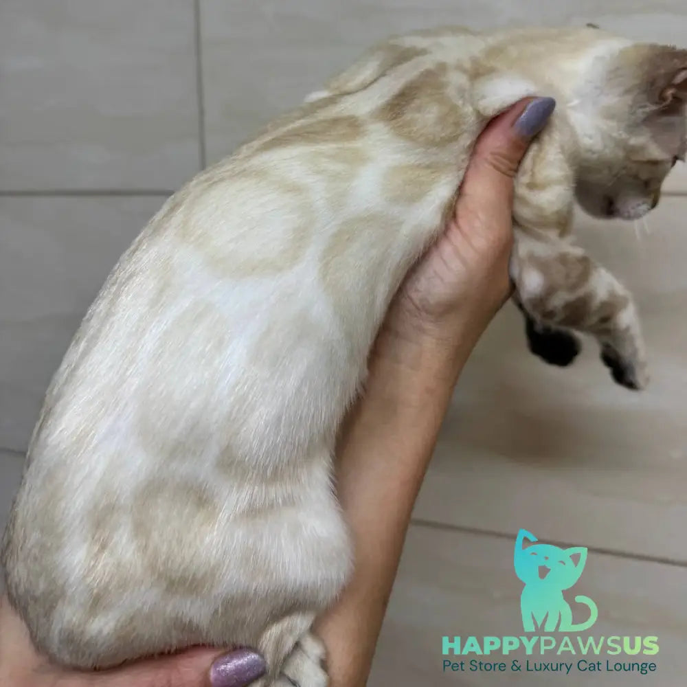 Xuri Bengal female black spotted tabby pointed - live animals