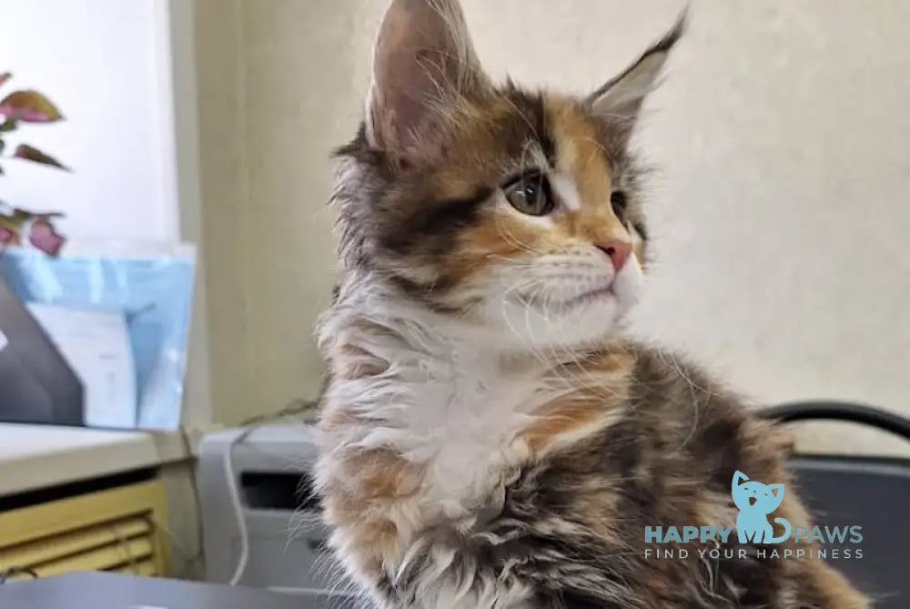 Xusha Maine Coon female black tortie bicolour tabby live animals