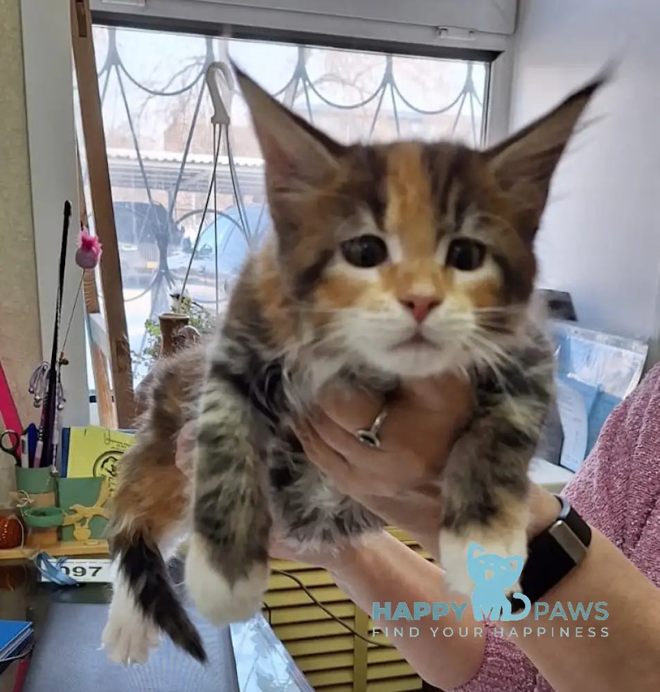 Xusha Maine Coon female black tortie bicolour tabby live animals
