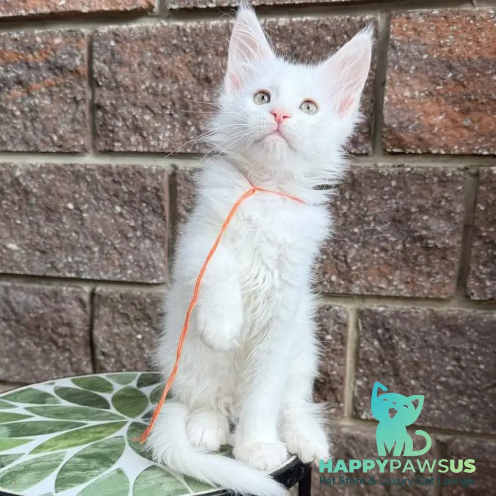 Xyla Maine Coon female white - live animals