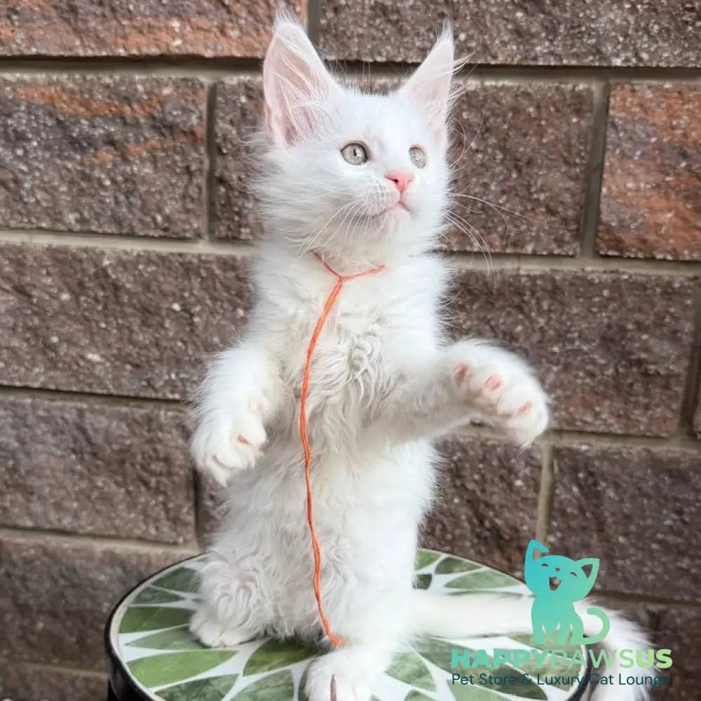 Xyla Maine Coon female white - live animals
