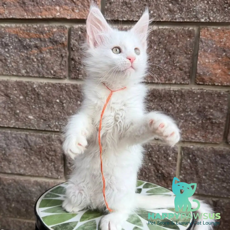 Xyla Maine Coon female white - live animals
