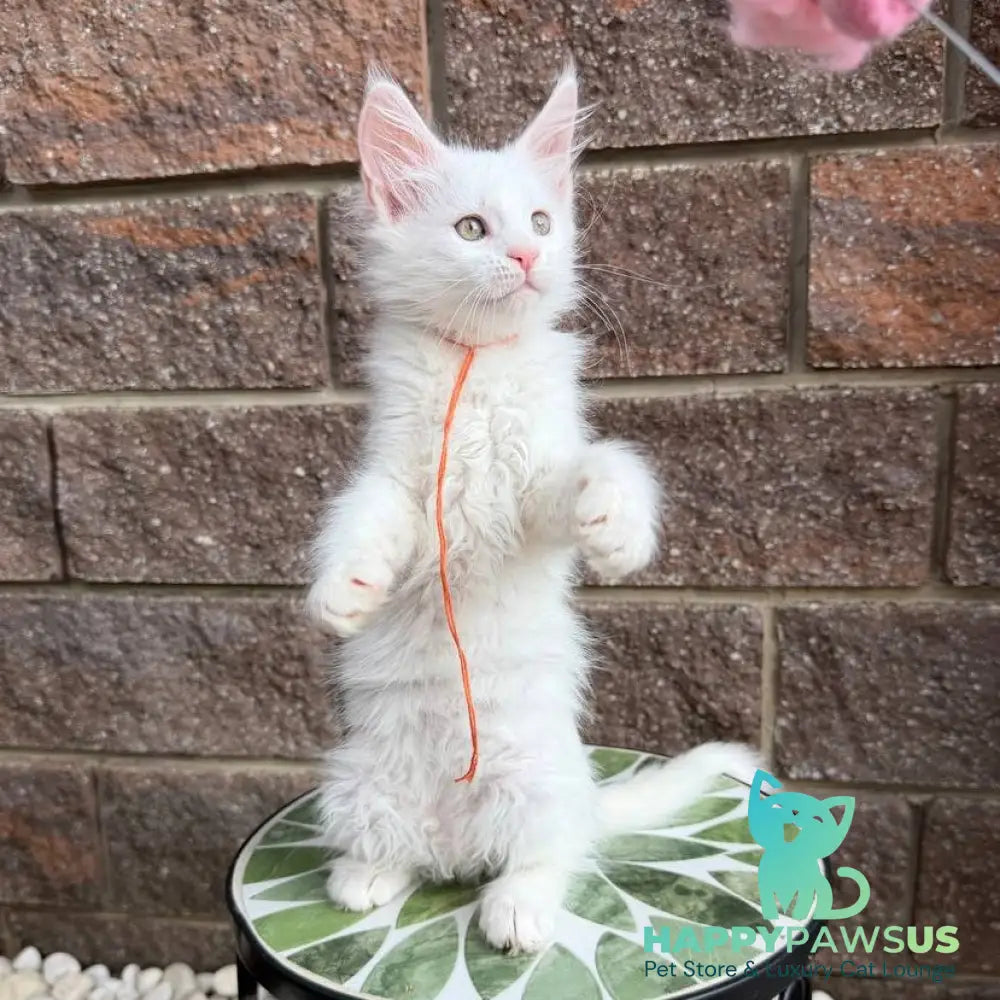 Xyla Maine Coon female white - live animals