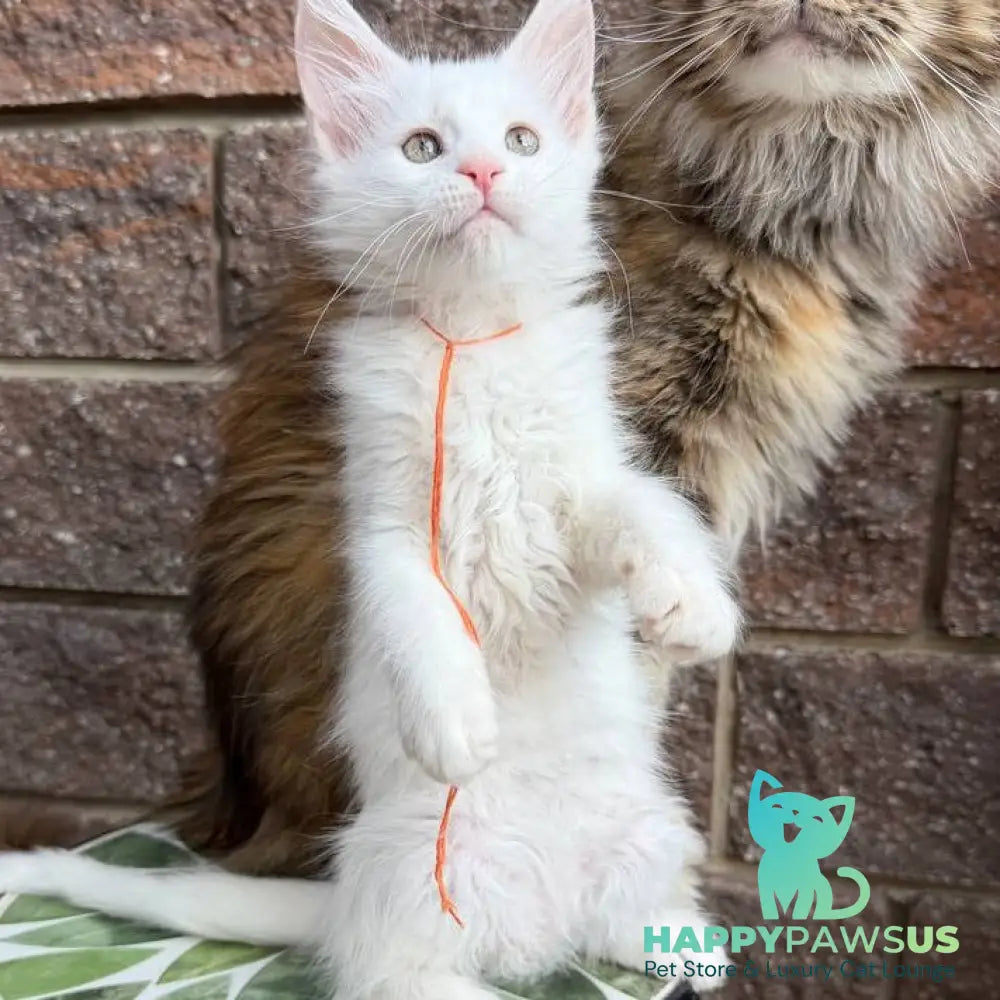 Xyla Maine Coon female white - live animals