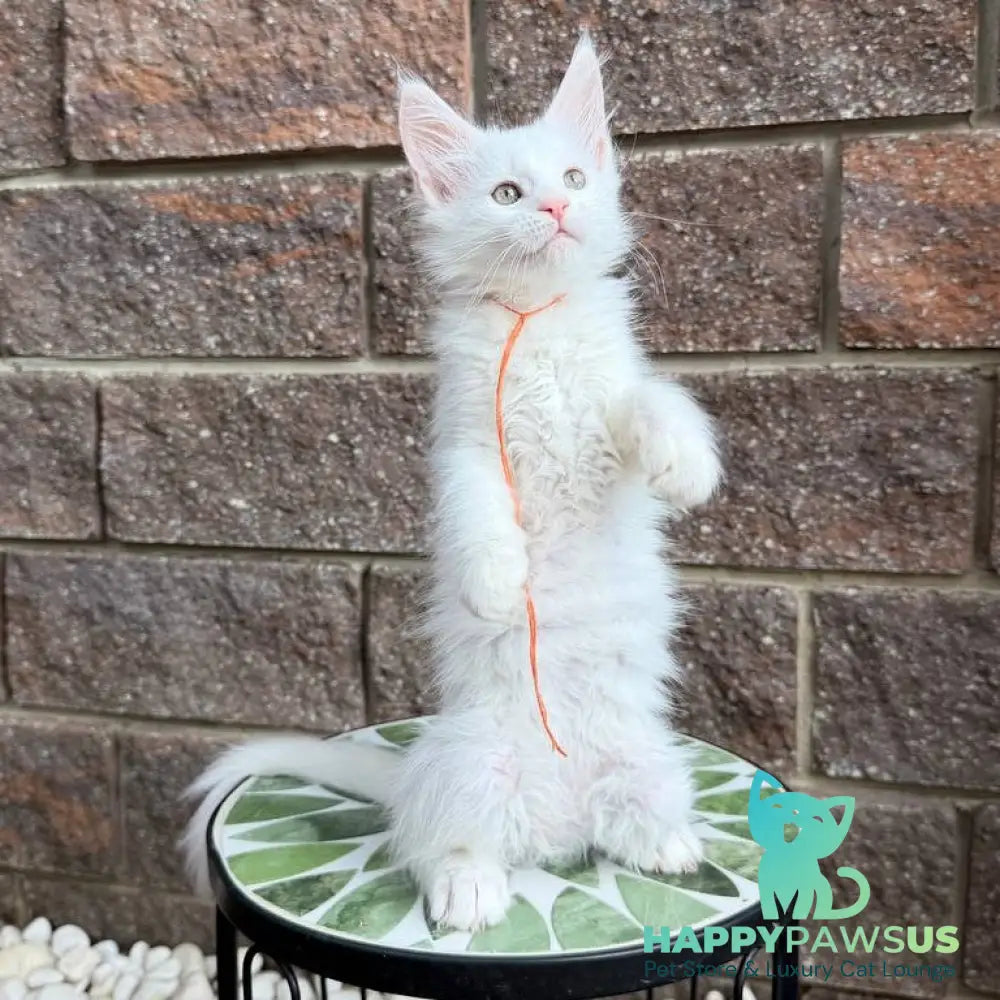 Xyla Maine Coon female white - live animals