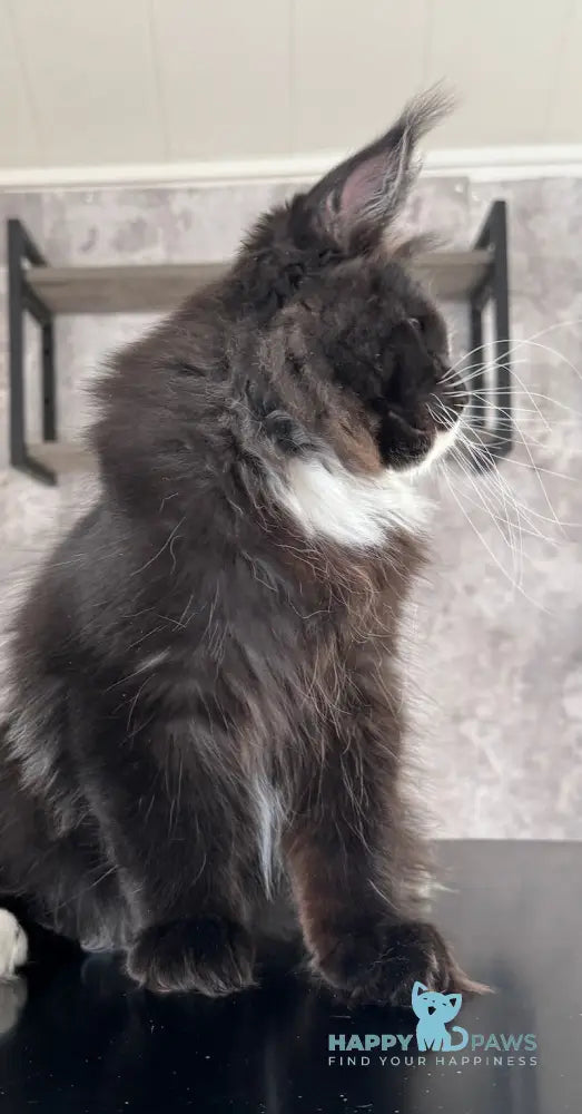 Xylan Maine Coon male black with white live animals