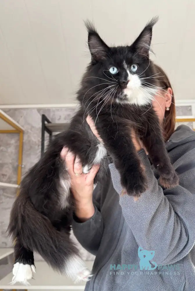 Xylan Maine Coon male black with white live animals