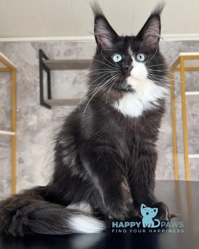 Xylan Maine Coon male black with white live animals