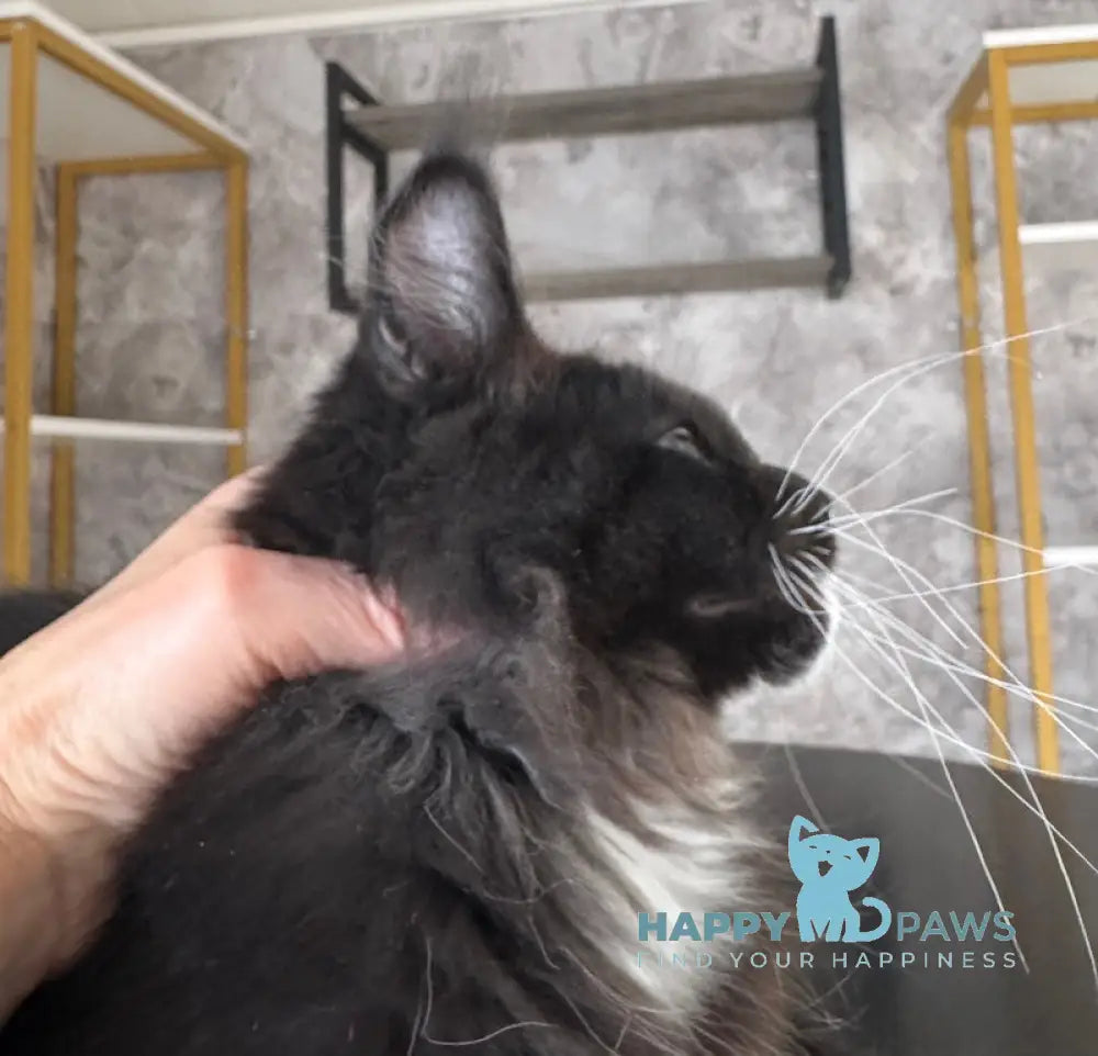 Xylan Maine Coon male black with white live animals