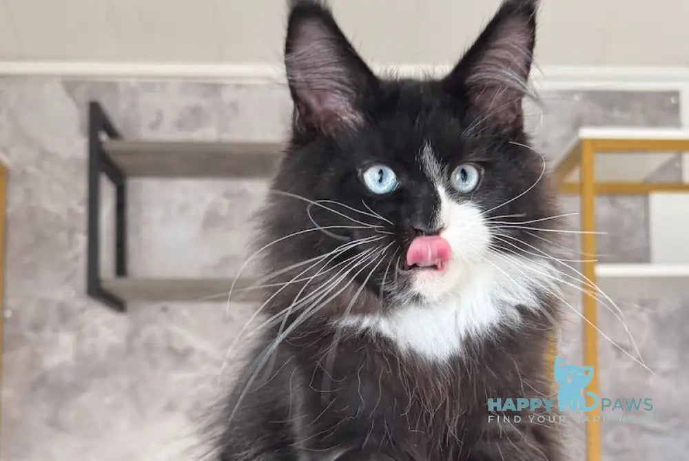 Xylan Maine Coon male black with white live animals