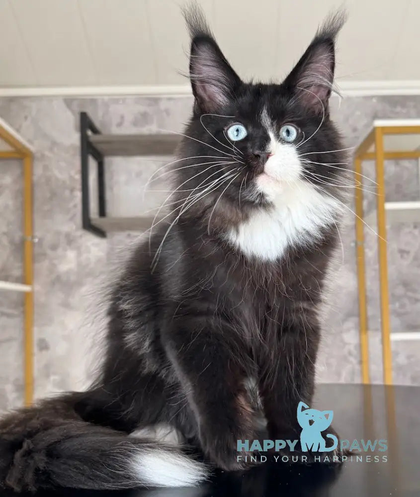 Xylan Maine Coon male black with white live animals