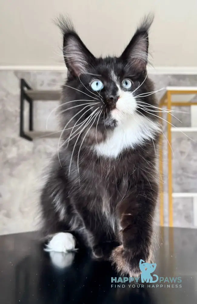 Xylan Maine Coon male black with white live animals