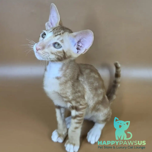 Xylan Oriental Shorthair male red tabby mitted - live animals
