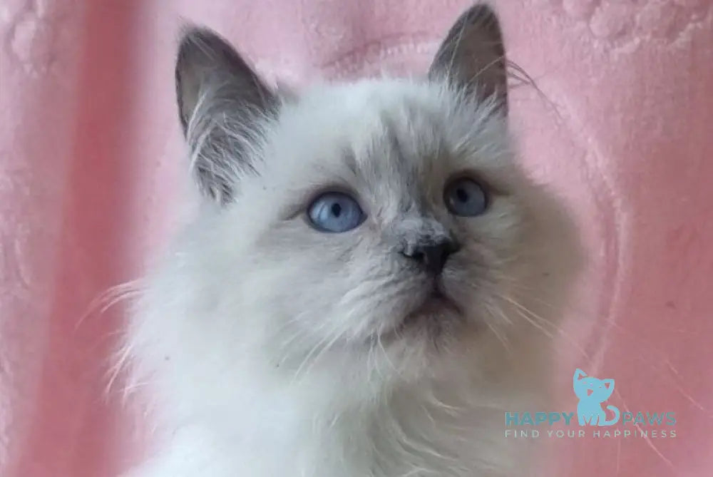 Xylia Siberian female blue pointed live animals