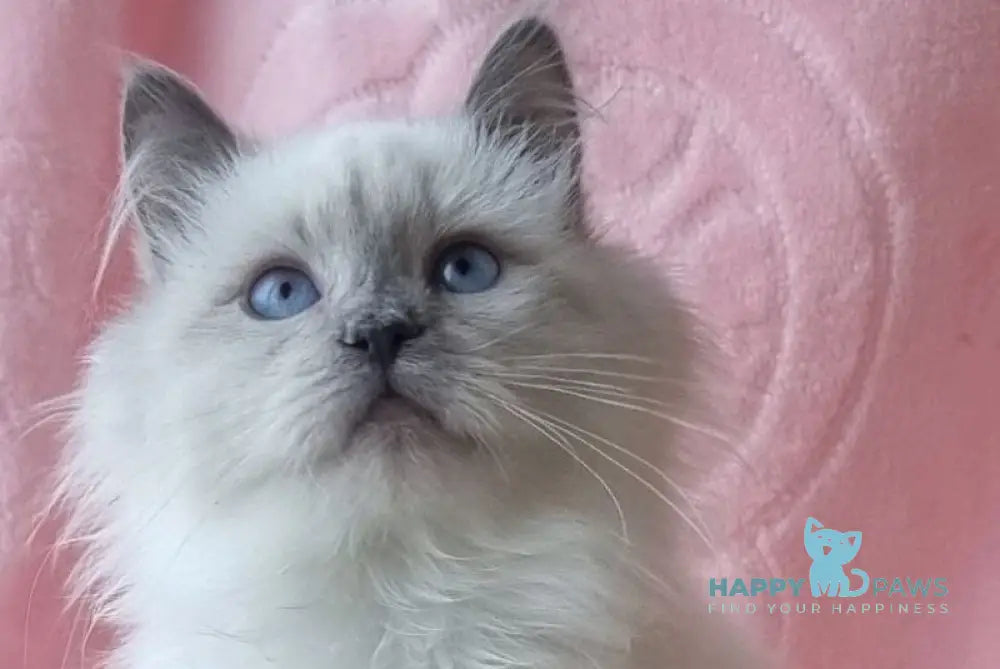 Xylia Siberian female blue pointed live animals