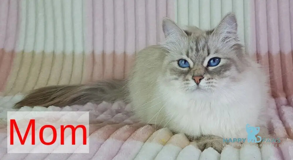 Xylia Siberian female blue pointed live animals