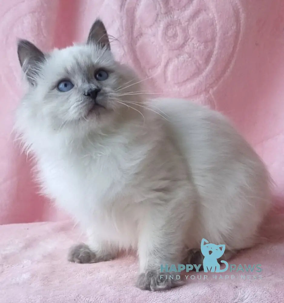 Xylia Siberian female blue pointed live animals
