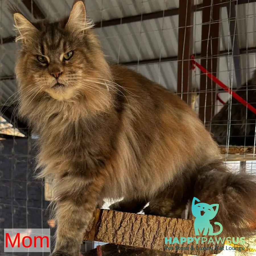 Xzena Maine Coon female black tortie silver tabby - live animals