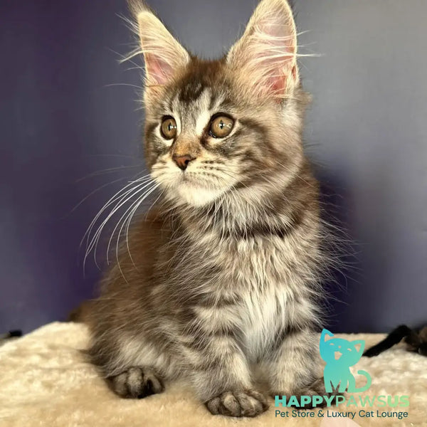 Xzena Maine Coon female black tortie silver tabby - live animals