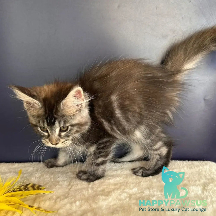 Xzena Maine Coon female black tortie silver tabby - live animals