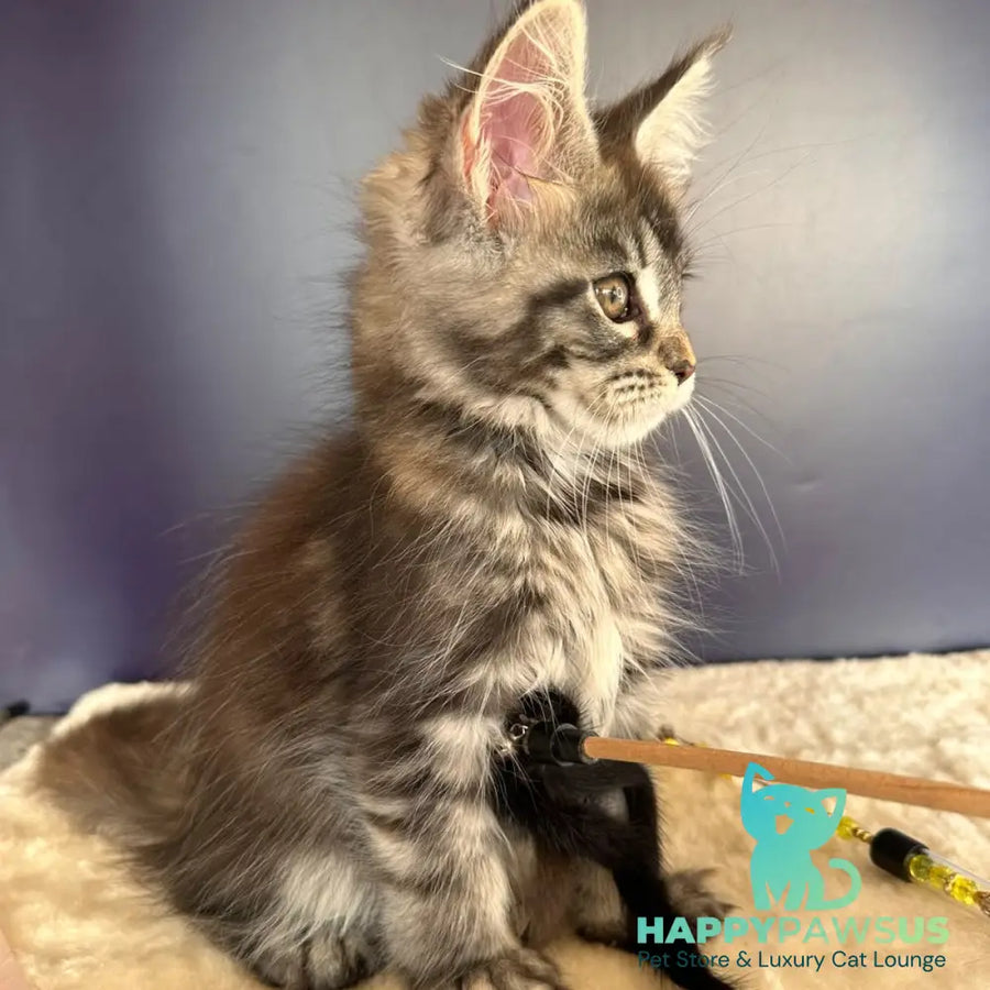 Xzena Maine Coon female black tortie silver tabby - live animals