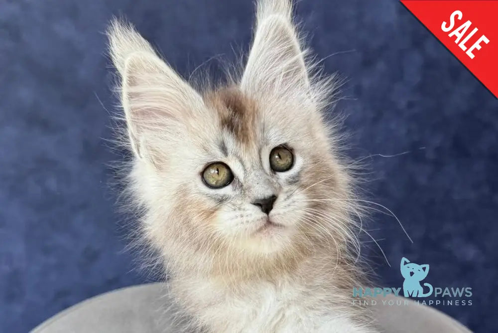 Yacaranda Maine Coon female black silver spotted tabby - live animals