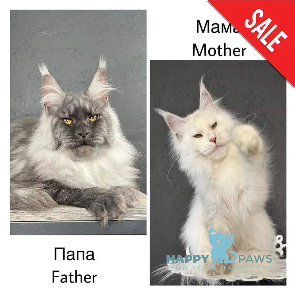 Yacaranda Maine Coon female black silver spotted tabby - live animals